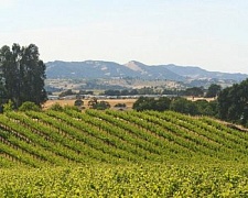 Интересные факты калифорнийского виноделия